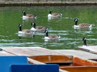 Cambridge